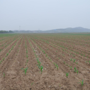 玉米价暖量升 农民忙春耕