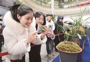 幽幽兰香  盈盈满城（一朵花读懂一座城）
