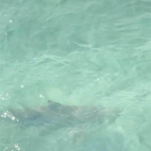 网友称在三亚海边偶遇鲨鱼，景区：是低风险的黑鳍鲨，该区域禁止游客下海 ...