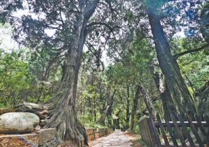 一万多株古树  见证离任交接（美丽中国）