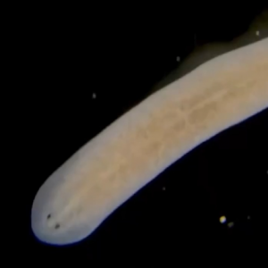 涡虫“上天”！中国空间站将迎新生命体