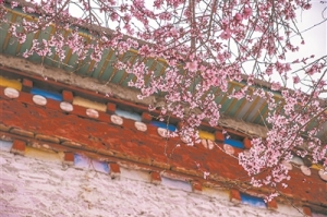 雪域桃源花灼灼（一朵花读懂一座城）