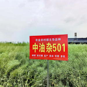 产油量占半壁江山！我国油菜年种植面积达1.17亿亩