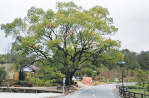农村地区的古树谁来保护？（来信调查）
