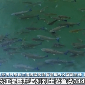 农业农村部：长江禁渔取得阶段性成效 水生生物多样性持续恢复 ...
