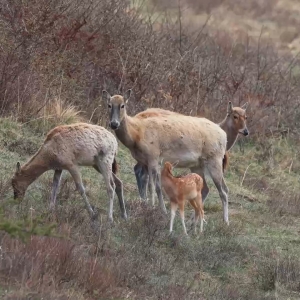 四只麋鹿宝宝诞生啦！宁夏南华山麋鹿种群喜添新成员