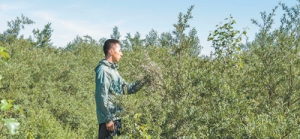 砒砂岩长出的沙棘用处大（美丽中国·生态治理中的特色植物③） ...