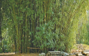 境内外“同唱一首歌”（边城见闻）