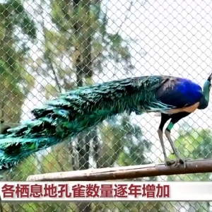 国际生物多样性日丨我国生物多样性保护“上大分”