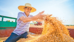 全国冬小麦陆续开镰 春播粮食过八成