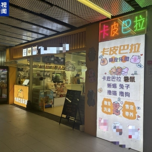 卡皮巴拉、羊驼入驻商场、写字楼，究竟暗藏哪些隐患？