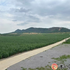 来宾：金融赋能甘蔗全产业链升级 从田间到车间实现“吃干榨尽” ...