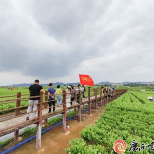 金融赋能 “茉莉经济” 横州花开香飘万里