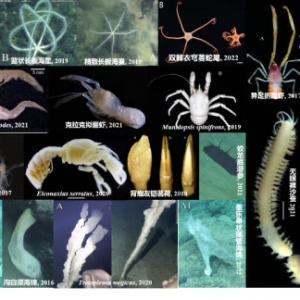 我国发布全球首个深海海山数字化智能系统