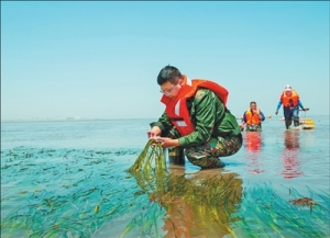 为了“海底草原”更繁茂（美丽中国）