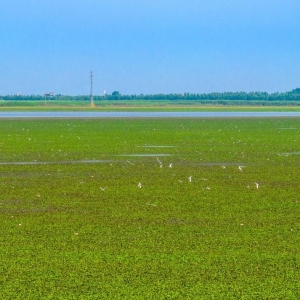来沉湖湿地，观自然之美
