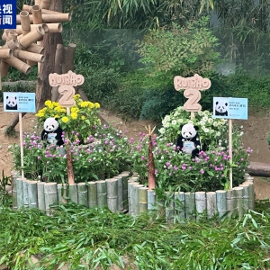 “睿宝”“辉宝”今天两周岁啦 韩国爱宝乐园为熊猫双胞胎办生日会 ...