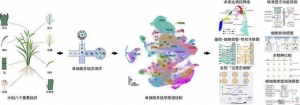 我国科学家绘出水稻“细胞级地图”，为育种装上“微观导航” ...