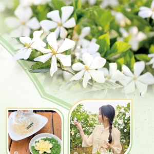 冰玉栀子满清香（一朵花读懂一座城）