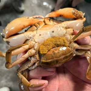 广东万顷海洋牧场孕育万亿产业