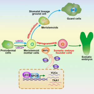 科研新突破！我国科学家破解植物细胞全能性世纪难题