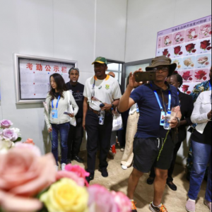 玫瑰花开，三方共赢