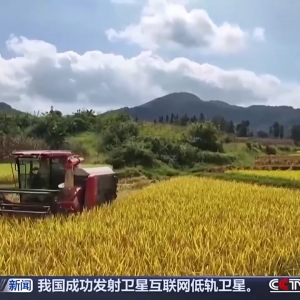 我国主产区秋粮陆续成熟 即将迎来大面积收获