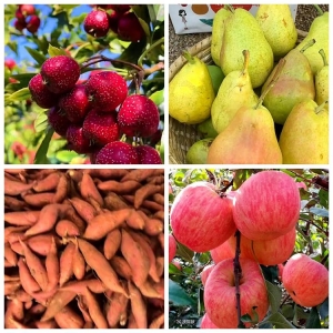 国庆里“说”丰年丨日销3000单、教上万农民直播，田家四姐妹用“新农具”书写乡村振兴 ...