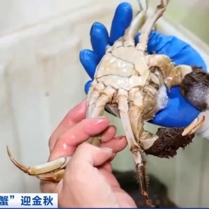 平均月收入约2万元！30年工作经验“金牌挑蟹师”如何选螃蟹？ ...