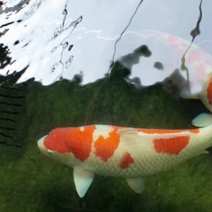 解码“小镇冠军”丨聊城三十里铺镇：小锦鲤“游”出亿元大产业 ...