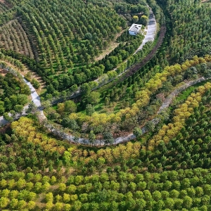 河北雄安新区：数字造林筑基 智慧营城开篇