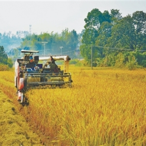抢！应对连阴雨，秋收一线直击（秋收进行时）