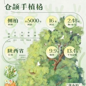 千年古柏，文化价值代代传（和古树做朋友）