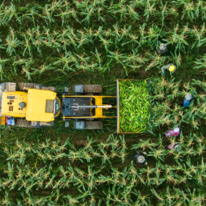 湖南南县：万亩秋冬蔬菜管收忙