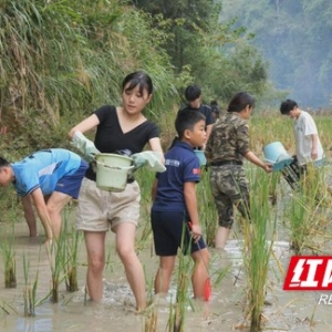 凤凰县万溶江村：稻花香里说丰年 农旅融合促振兴