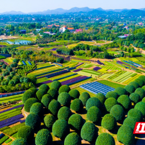 圭塘河，幸福彼岸②｜一树花开，甜润三湘