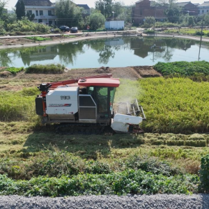 湖南衡阳县：48万亩晚稻开镰收割