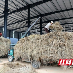 赫山区：秸秆有“出路” “禁烧”有抓手