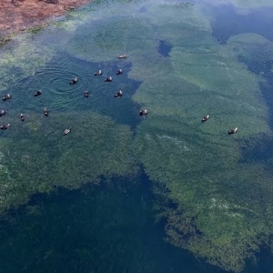先头部队已到！大批冬候鸟陆续抵达衡山湿地