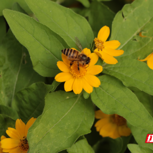 组图丨衡阳：秋花绽，赴花约