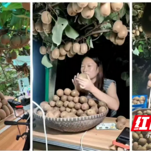 衡阳县：本土达人直播圈粉 5万斤猕猴桃售罄