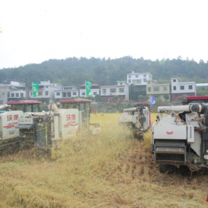 湖南省桂阳县赵家村万亩新稻开镰：开镰声中见“粮”策