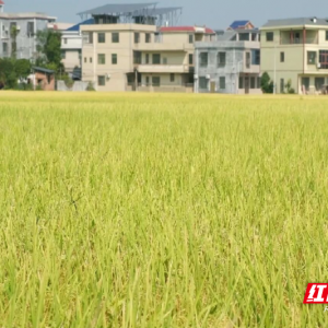 嘉禾县普满乡：机械化收割奏响晚稻迎丰收“金色乐章”