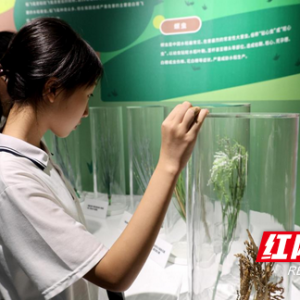 衡阳县：打卡粮食科技博览馆 引领爱粮节粮好风尚