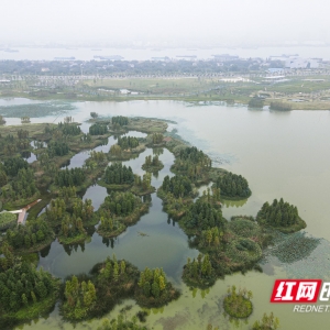 秋日大泽湖：在稻香鸟鸣中邂逅生态画卷