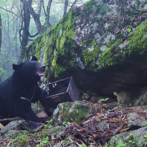 “熊赃俱获” 南山国家公园候选区黑熊“偷蜜”全过程曝光