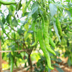 湖南江永：错峰辣椒丰收 助瑶民多元增收