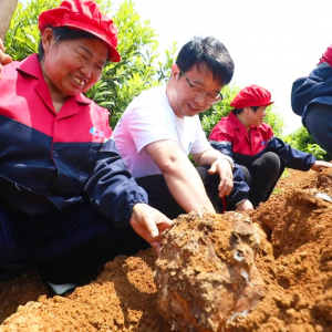 中国特色小镇丨靖州茯苓：“茯”地藏宝物 良药促振兴