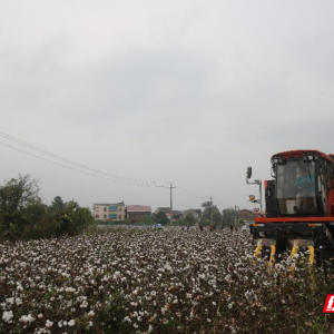 2025年衡阳盆地棉区棉花机收现场观摩和机采棉关键栽培技术交流会‌在衡阳县召开 ...