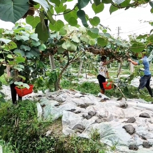 隆回：富硒猕猴桃迎丰收